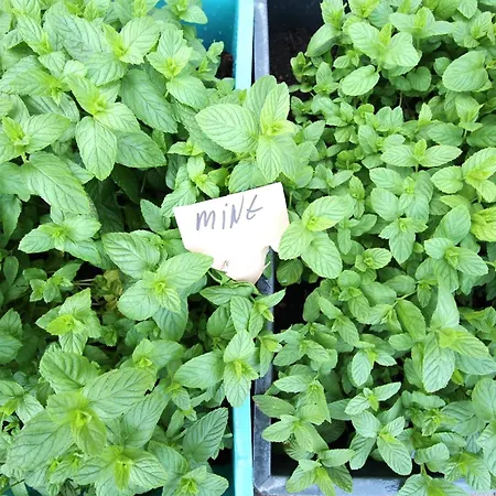 Meyer 호텔